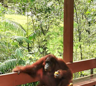 Semenggoh Orang Utan Rehabilitations Center