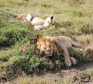 "Die Könige" satt und müde