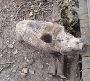 Wildschwein