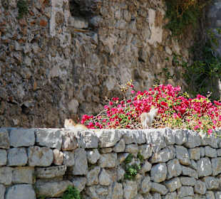 Altstadt-Impressionen