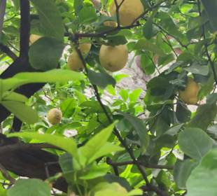 Wandern Limone
