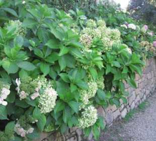 Teil einer der größten Hortensiensammlungen