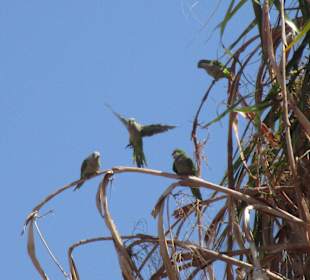 Stadtrundgang Jandia / Playa de Jandia