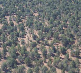 Erst über das Waldgebiet