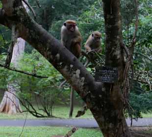 Affen im botanischen Garten