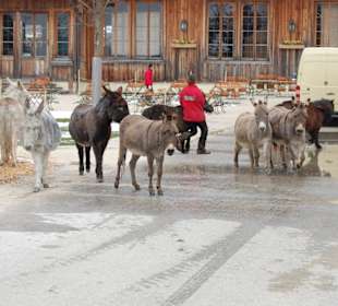 Eselparade bei Schnee