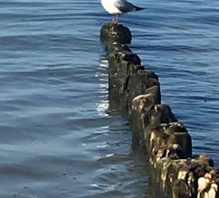 Strand Wisełka / Neuendorf 