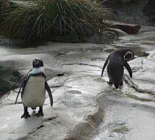 Wartende Pinguine aufihre Mahlzeit