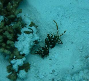 Im Hafen des Hotel Madoogali