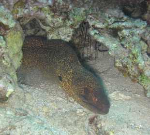 Direkt am Hausriff beim Schnorcheln aufgenommen