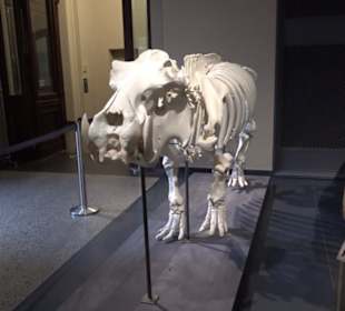 Museum der Naturkunde