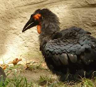 Südhornrabe