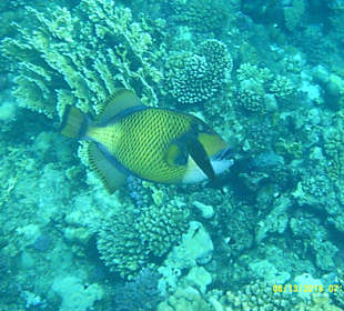 Tauchen Marsa Alam