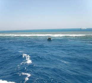 Auf der Suche nach Delphinen