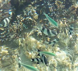 Bunte Fische im flachen Wasser
