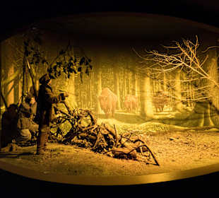 Ekspozycja-Muzeum Przyrodniczo-Leśne w Białowieży