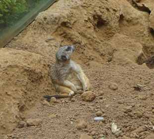 Faulenzen im Loro Parque