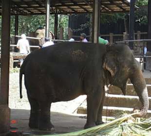 Pinnawala Elephant orphanage