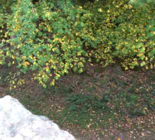 Burgruine Hohenschramberg