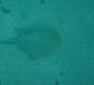 Schnorcheln Marsa Alam