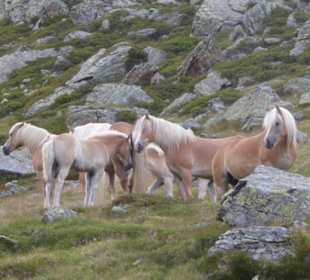 Wildlebende Pferdegruppe, Weissbrunnalm 2200m