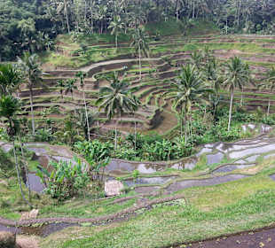Blick auf die Terrassen