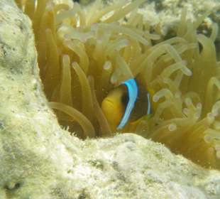 Anemonenfisch