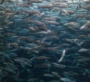 4.000 Sardinen in einem Glaszylinder