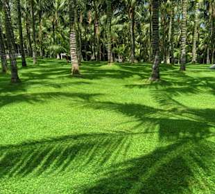 Licht und Schatten im Palmenhain