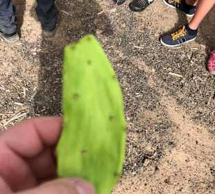 Kaktusblatt zum Verzehr