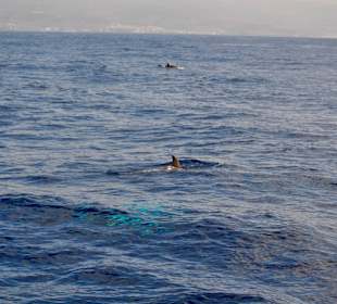 Delphin Safaritour von Morgan aus