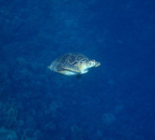 Meeresschildkröte