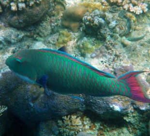 Hotel Lahami Bay Hausriff