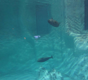 Aquarium / Oceanongrafic