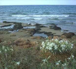 Griechenland - Kreta - Malia - Strand
