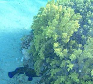 Fische am Hausriff Hotel Iberotel Lamaya Resort