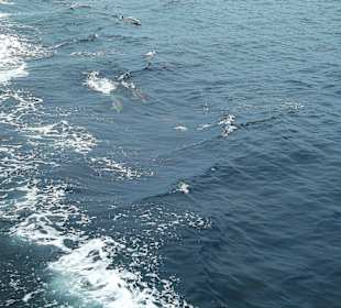 Whale Watching in Los Angeles