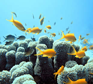 Schnorcheln Makadi Bay