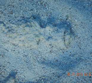 Рыба камень