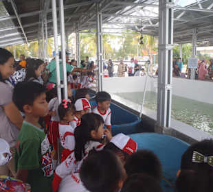 Visitors watching the sea turtles