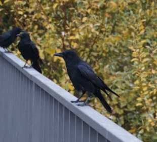 Parkanlage Planten un Blomen
