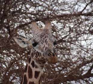 Giraffe