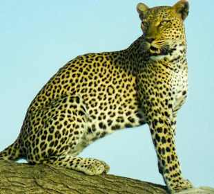 Leopard -Samburu