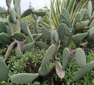 Altstadt Puerto de la Cruz