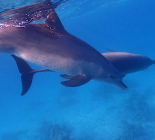 Einmalie Erlebnisse mit Mo´s Delfinen