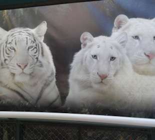 Legenden in Las Vegas