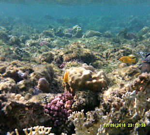 Schnorcheln Marsa Alam