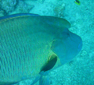 Beim Schnorchelausflug gesehen