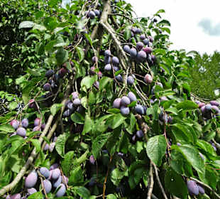 In der Streuobstwiese des Arboretum Wildeshausen