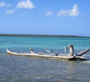 Vögel unterwegs nach Saone